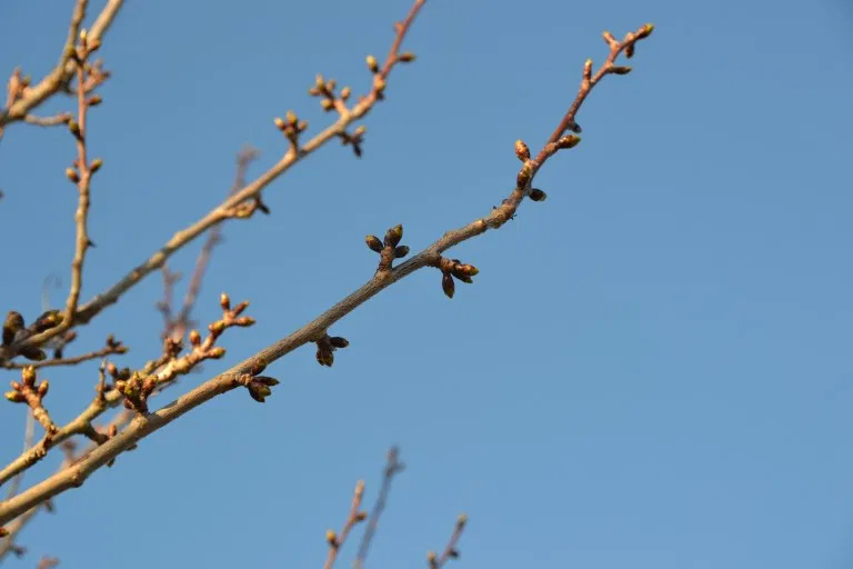 Cherry Tree