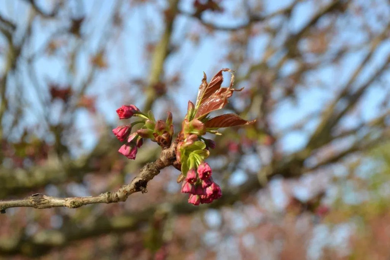 Cherry Tree